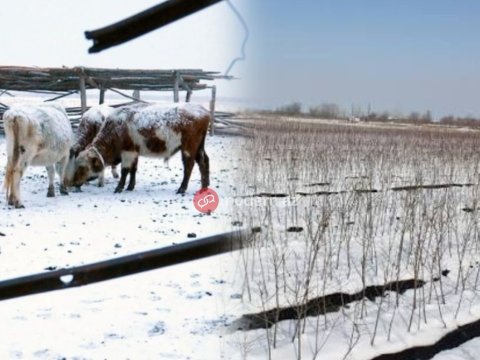 Yağan qar əkinçiliyə&nbsp;xeyir, heyvandarlığa ziyandır&nbsp;- AÇIQLAMA&nbsp;