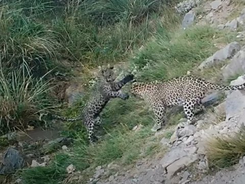 Zəngəzur dağlarında bəbir tapıldı