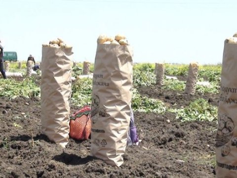 Azərbaycan kartof ixracından&nbsp;28 milyon dollar qazanıb