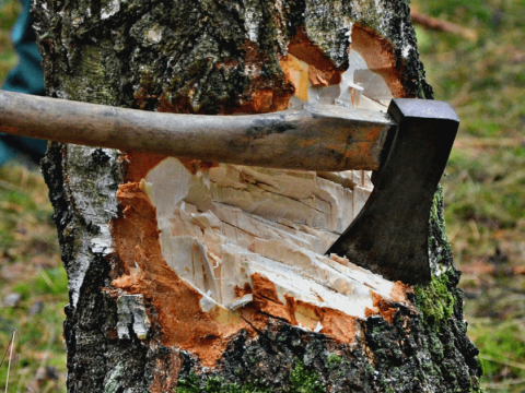Tovuzda ağaclarının qırılması ilə bağlı araşdırma aparılır