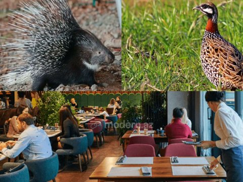 Nadir kirpi ve turac eti satan restoranlara karşı tedbir alındı&nbsp;