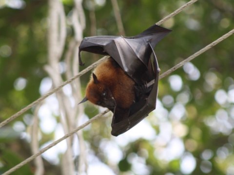 Yeni virüs ne kadar korkutucu? - 100 kişi karantinaya alındı