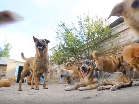 Sahibsiz itlərə görə məsuliyyəti hansı qurum daşıyır?