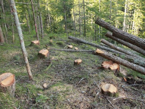 Rəqəmsallaşma 5700 ağacı kəsilməkdən qoruyub