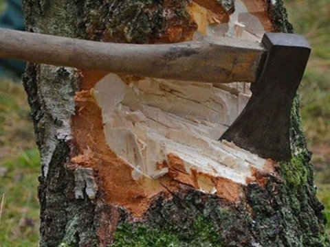 "Ağ şəhər"də ağac kəsmə ilə bağlı cinayət işi açıldı