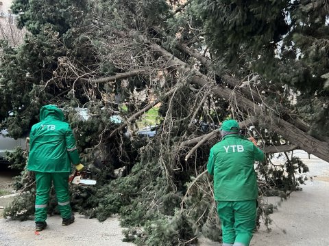 Bakıda güclü külək 37 ağacı sındırıb - FOTOLAR