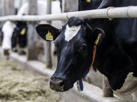 Nazirlik dabaq xəstəliyi ilə bağlı məlumat yaydı