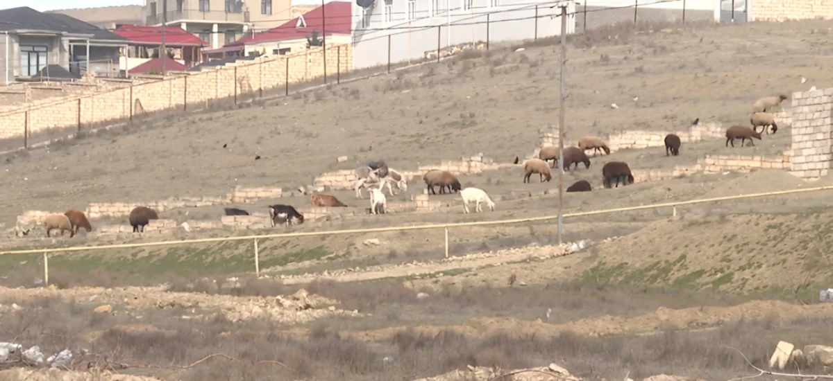 Novxanıda ferma sahibi ilə sakinlər arasında NARAZILIQ