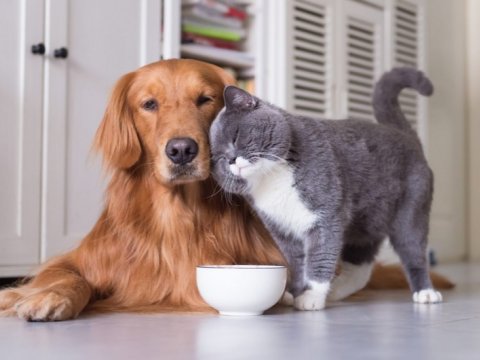 Evdə heyvan saxlamaq təhlükəlidir -&nbsp;infeksionist