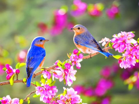 Yaz&nbsp;gəlir&nbsp;- tarix açıqlandı