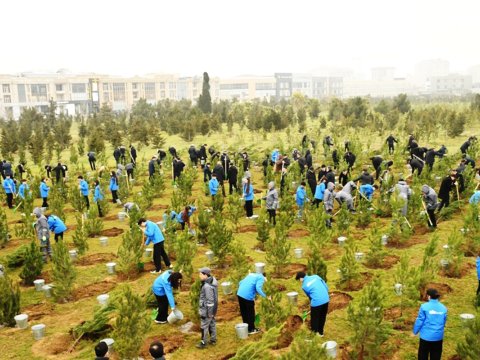 Bakıda ağacəkmə aksiyası - Fotolar