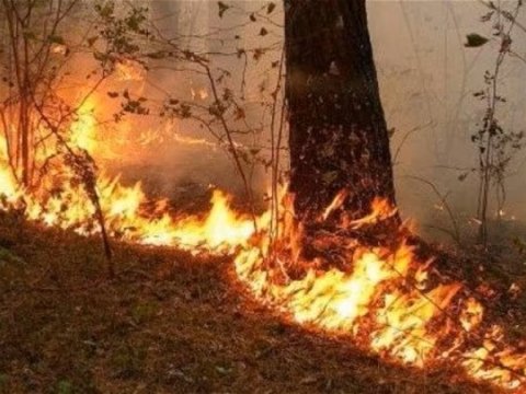 Ucarda açıq ərazidə yanğın olub