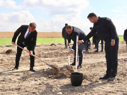 Samuxda&nbsp;ağacəkmə aksiyası keçirilib - FOTOLAR