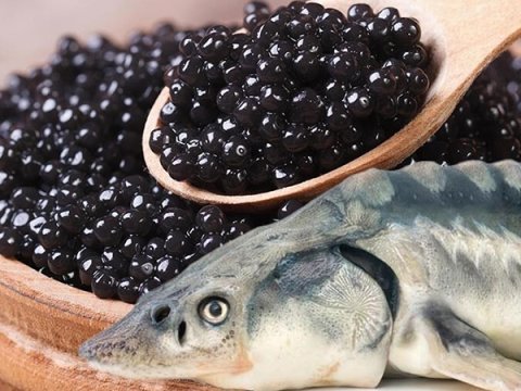 Azerbaijan exported nearly 1 ton of caviar last year