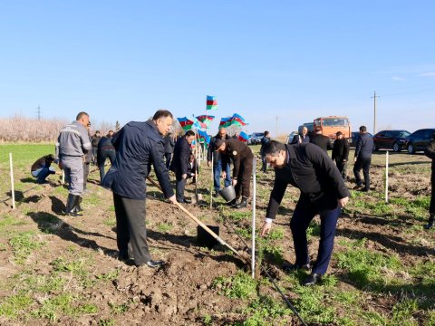 Samuxda bayramda&nbsp;ağac əkdilər - FOTOLAR