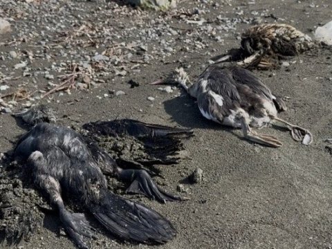 Lənkəranda bu quşlar kütləvi qırılır