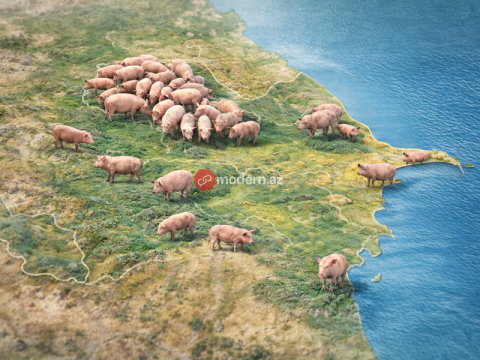 Azərbaycanda donuzlar&nbsp;çoxalır &ndash; Bölgələr üzrə RƏQƏMLƏR