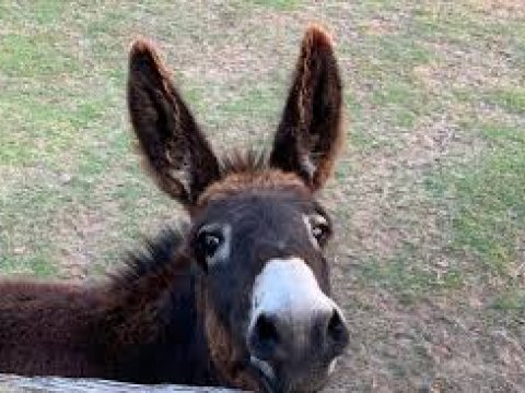 At və eşşəklərin sayı kəskin azalıb: Səbəb nədir? - VİDEO