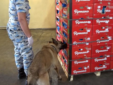 "Kahı" yükünün içərisində 56 kqmarixuana aşkarlandı