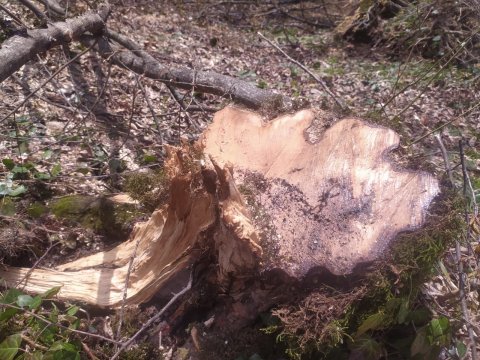 Ağacların kəsilməsinə görə cinayət işi açıldı