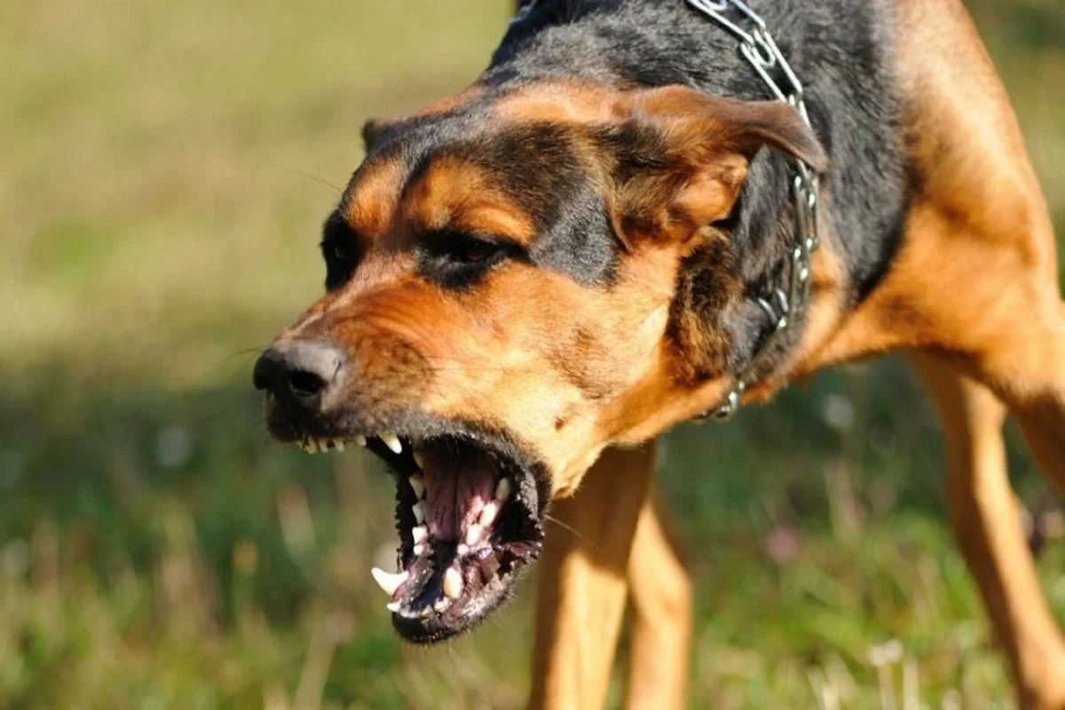 Biləsuvarda it 10 yaşlı uşağı dişlədi