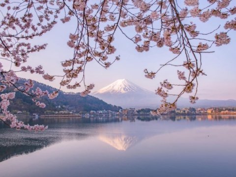 Amma yenə də Sakuralar çiçək açır...
