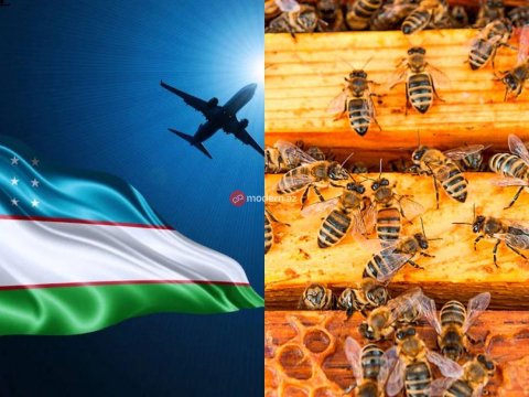 Özbəkistandan gətirilən arı ailələri təhlükəlidir - XƏBƏRDARLIQ&nbsp;