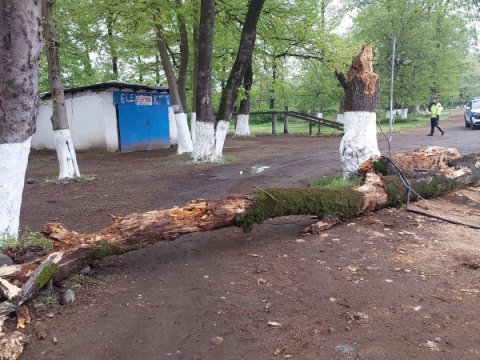Maşının üstünə ağac aşdı: gəlin-qaynana xəsarət aldı