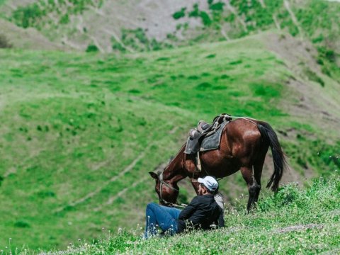 Azad bölgələrə mal-qara aparmağa icazə verilir
