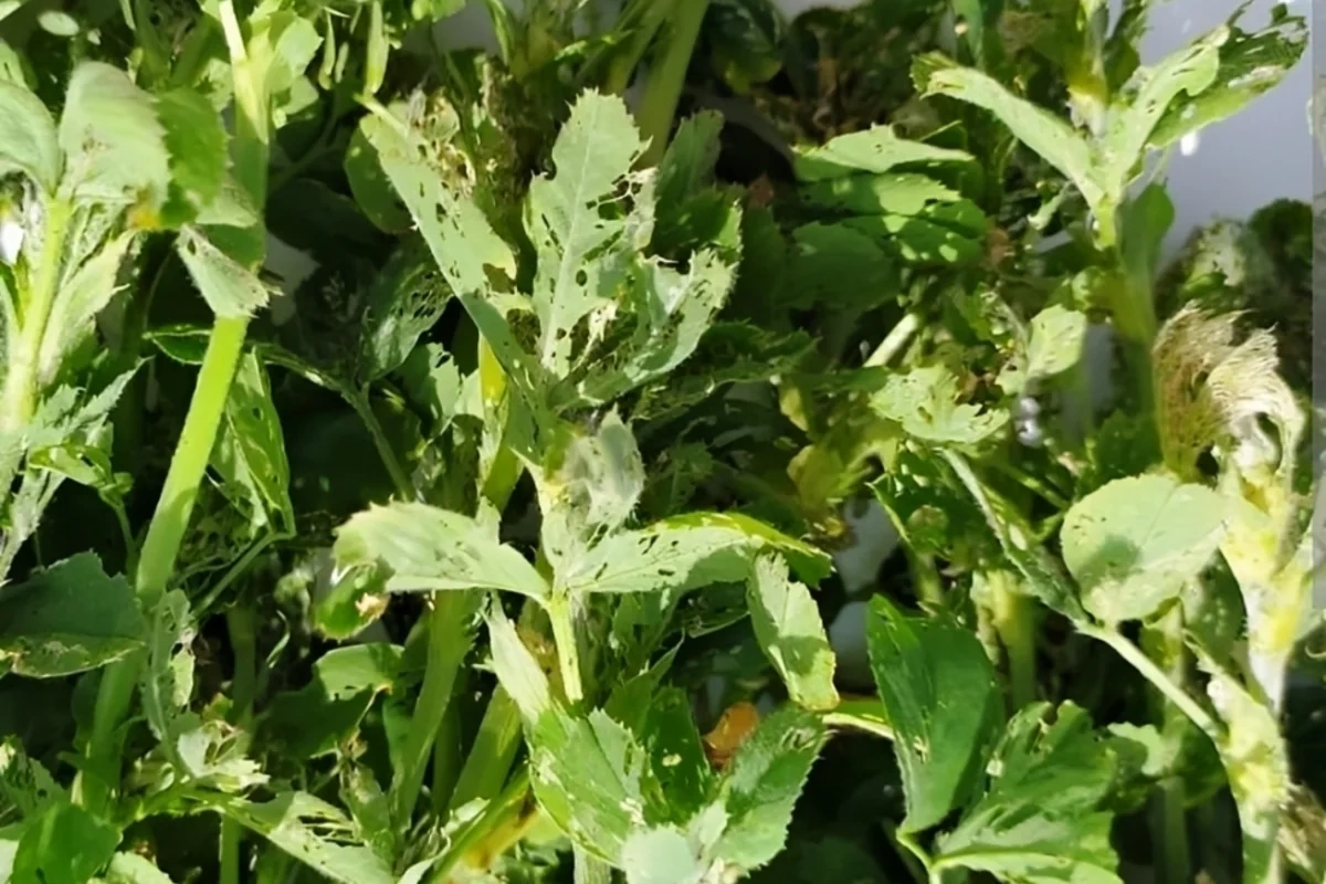 Bu rayonda zərərverici həşəratlar sahəyə yayıldı