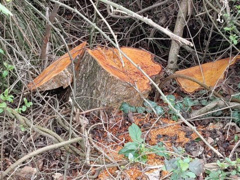 30 ədəd qızılağac kəsildi&nbsp;- Cinayət işi başladı