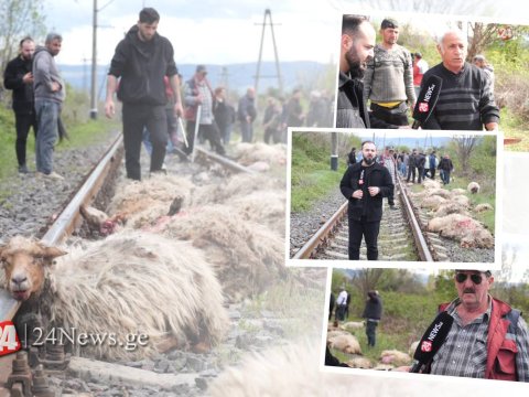 Qatar azərbaycanlı çobanın 40-a yaxın qoyununu vurdu - VİDEO