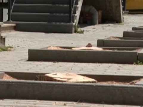 Bakının mərkəzində&nbsp;10-dan çox ağac kəsildi&nbsp;- Araşdırma başladı