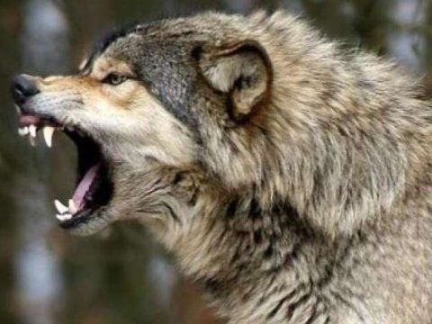 Azərbaycanda&nbsp;canavarlar kəndə hücum etdilər - VİDEO