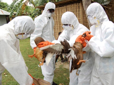 Yüz minlərlə toyuq məhv edilir - QUŞ QRİPİ