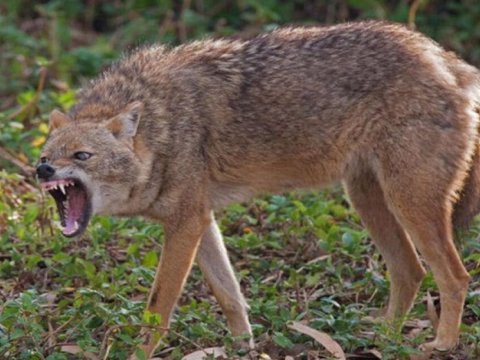 Ucarda çaqqal insanlara&nbsp;hücum etdi