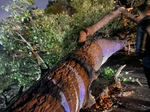 В Шабране упало дерево, дорога Гендоб-Ялама перекрыта