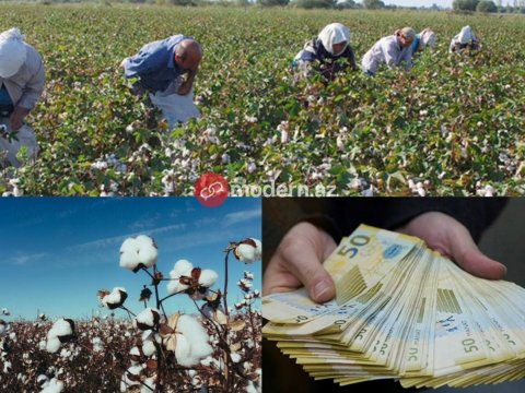 Fermerlər satdığı pambığın pulunu niyə ala bilmir? - PROBLEM