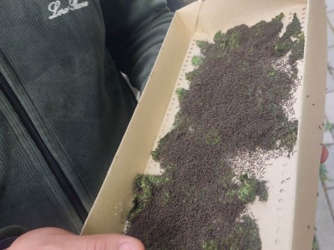 Keçmiş köçkünlərə ipəkqurdu toxumu paylanıb