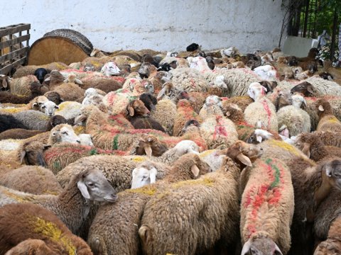 Bu ünvanlarda qurbanlıq heyvanların satışı və kəsimi təşkil olunacaq - SİYAHI