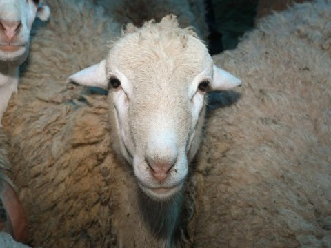 Qurban bayramında nə qədər heyvan kəsilib? - AÇIQLANDI