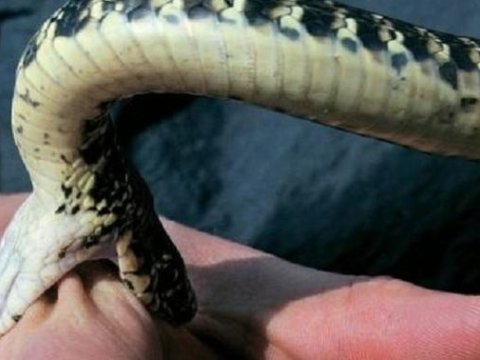 Ağdamda 68 yaşlı qadını ilan sancdı