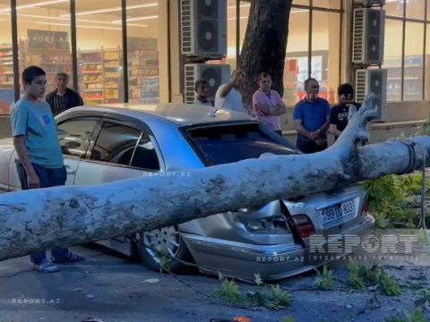 Güclü külək ağacı "Mercedes"in üzərinə aşırdı