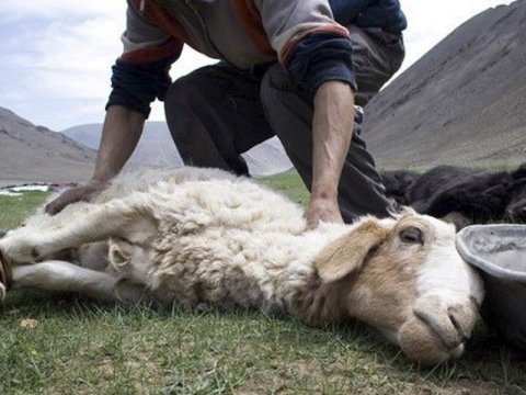 İcazəsiz yerlərdə qurban kəsiminə cəhdlər olub -&nbsp;Agentlik