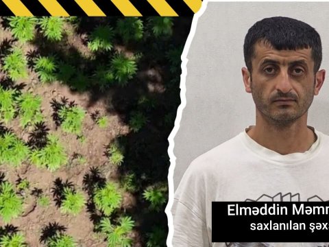 Milli Parkında narkoplantasiya aşkarlanıb
