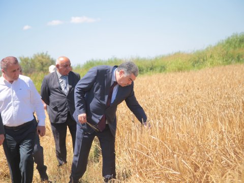 Salyanda icra başçısı taxıl biçini sahələrinə baxış keçirdi - FOTO