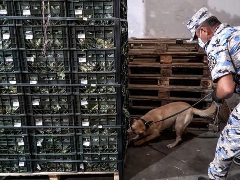 Rusiyaya gedən&nbsp;yük maşınında 91 kiloqram marixuana aşkarlandı - VİDEO