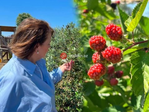 Sinif otağından sitrus vadisinə: &ldquo;Mən buranı dirçəldəcəm!&rdquo; - FOTOREPORTAJ