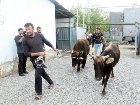 Azərbaycanda minlərlə ailəyə mal-qara paylanacaq -&nbsp;66 milyon ayrıldı