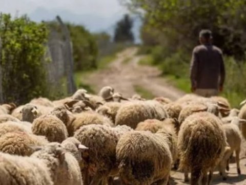 Salyanda çoban 85 baş qoyunla birlikdə itkin düşdü